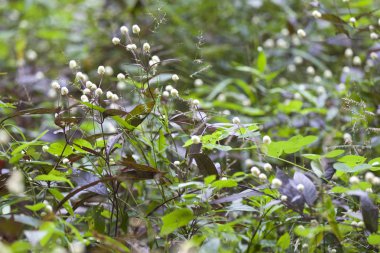 Tropikal çimen Railay Yarımadası, Krabi, Tayland