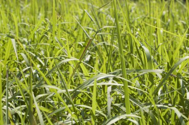 Tropikal çimen Railay Yarımadası, Krabi, Tayland