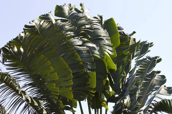 泰国甲米莱雷半岛的热带树木 — 图库照片