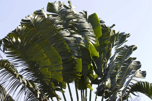 Tropische Bomen Van Het Schiereiland Van Railay Krabi Thailand — Stockfoto