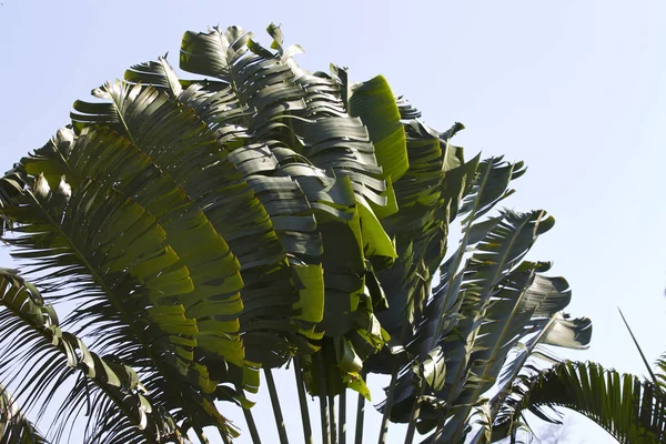 Tropiska Träd Halvön Railay Krabi Thailand — Stockfoto