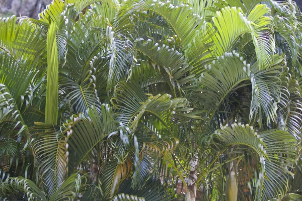 Tropical Trees Railay Peninsula Krabi Thailand — Stock Photo, Image