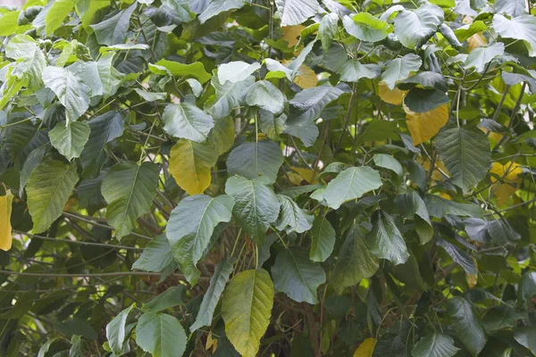 Tropikal ağaçlar Railay Yarımadası, Krabi, Tayland