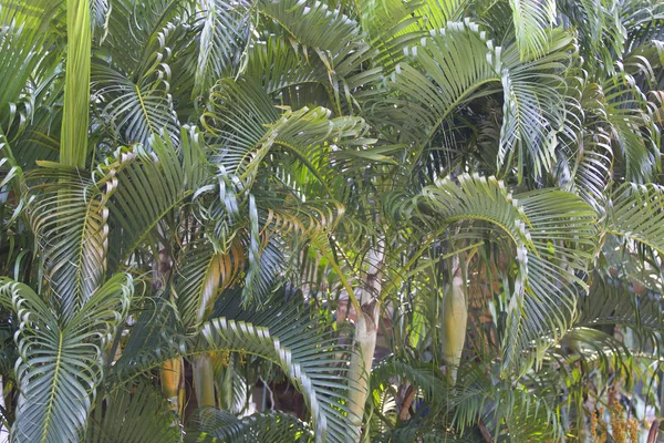 Árboles Tropicales Península Railay Krabi Tailandia — Foto de Stock