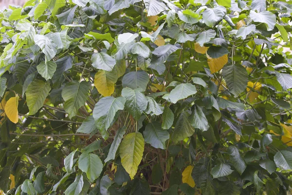 Tropikal ağaçlar Railay Yarımadası, Krabi, Tayland