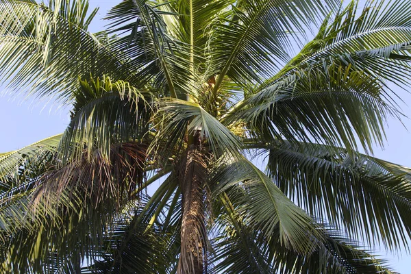 Tropical Trees Railay Peninsula Krabi Thailand — Stock Photo, Image