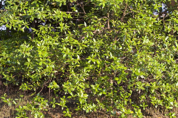 Tropikal ağaçlar Railay Yarımadası, Krabi, Tayland