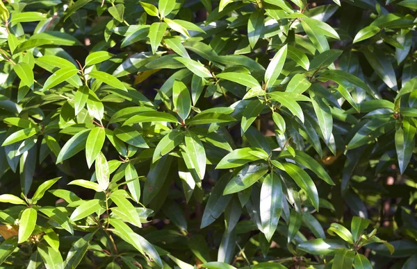 Tropikal ağaçlar Railay Yarımadası, Krabi, Tayland