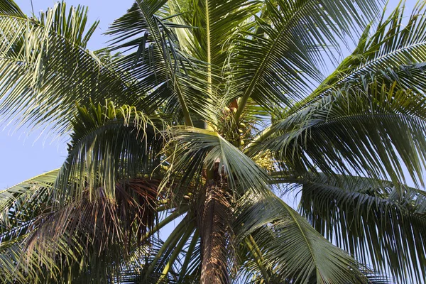 Tropických Stromů Poloostrova Railay Město Krabi Thajsko — Stock fotografie