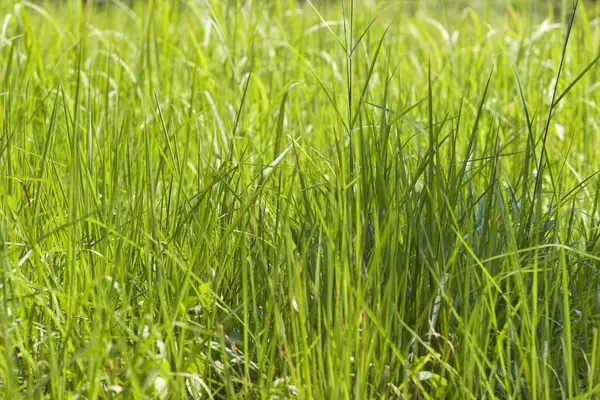 Tropikal çimen Railay Yarımadası, Krabi, Tayland