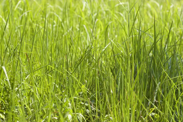 Tropikal çimen Railay Yarımadası, Krabi, Tayland