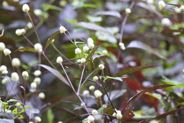 Tropikal çimen Railay Yarımadası, Krabi, Tayland