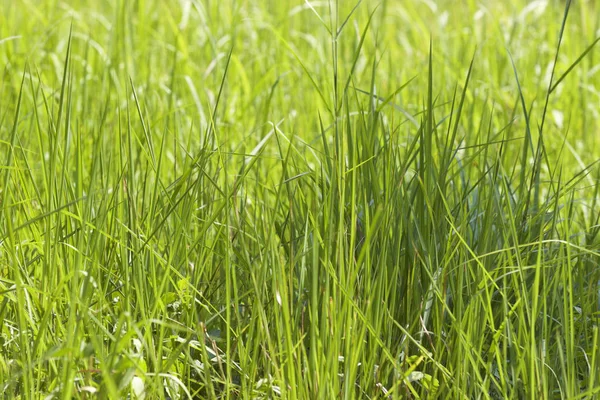 Tropikal çimen Railay Yarımadası, Krabi, Tayland