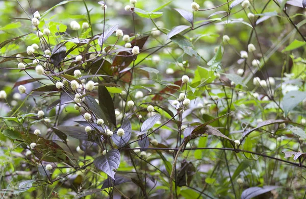 Tropikal çimen Railay Yarımadası, Krabi, Tayland