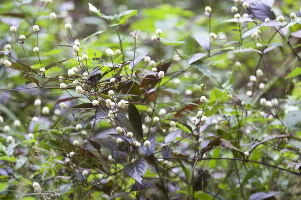Tropikal çimen Railay Yarımadası, Krabi, Tayland