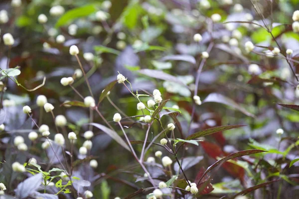 Tropikal çimen Railay Yarımadası, Krabi, Tayland