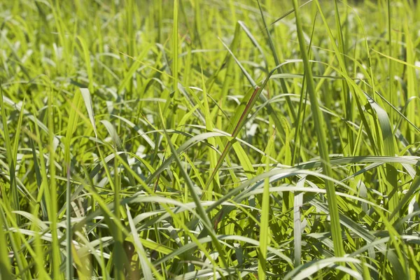 Tropikal çimen Railay Yarımadası, Krabi, Tayland
