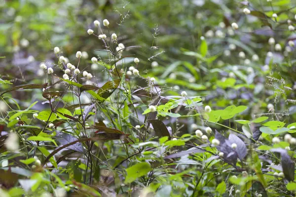 Tropikal çimen Railay Yarımadası, Krabi, Tayland
