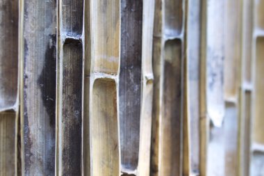 Çitin üzerinden bambu gövdeleri