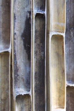 Çitin üzerinden bambu gövdeleri