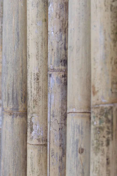 Cerca de troncos de bambu — Fotografia de Stock