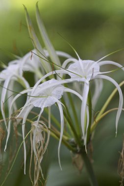 Beyaz tropikal çiçek uzun yaprakları ile ekili