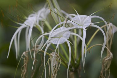 Beyaz tropikal çiçek uzun yaprakları ile ekili