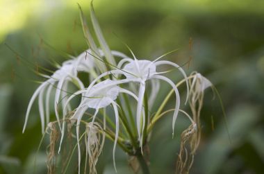 Beyaz tropikal çiçek uzun yaprakları ile ekili
