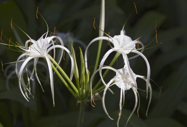 Beyaz tropikal çiçek uzun yaprakları ile ekili