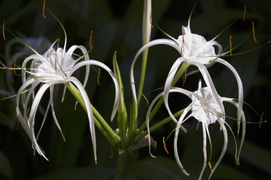 Beyaz tropikal çiçeklerle uzun yaprakları, Myanmar ekili