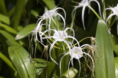 Beyaz tropikal çiçek uzun yaprakları ile ekili