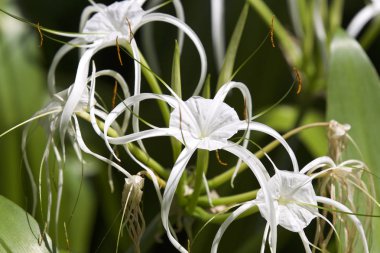 Beyaz tropikal çiçek uzun yaprakları ile ekili