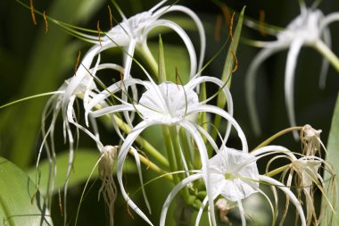 Beyaz tropikal çiçek uzun yaprakları ile ekili