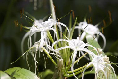 Beyaz tropikal çiçeklerle uzun yaprakları, Myanmar ekili
