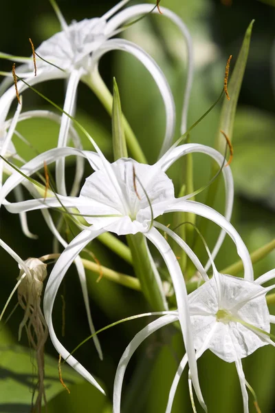 Fiori tropicali bianchi coltivati con lunghi petali — Foto Stock