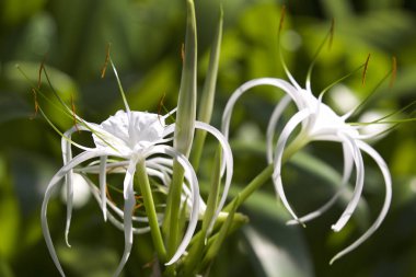 Beyaz tropikal çiçeklerle uzun yaprakları, Myanmar ekili