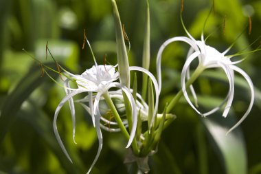 Beyaz tropikal çiçeklerle uzun yaprakları, Myanmar ekili