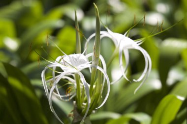 Beyaz tropikal çiçeklerle uzun yaprakları, Myanmar ekili