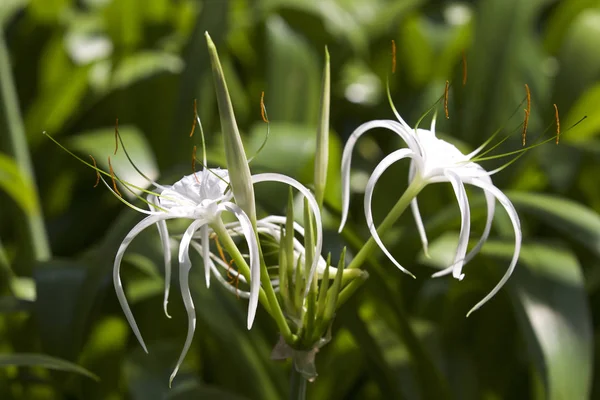Beyaz tropikal çiçeklerle uzun yaprakları, Myanmar ekili