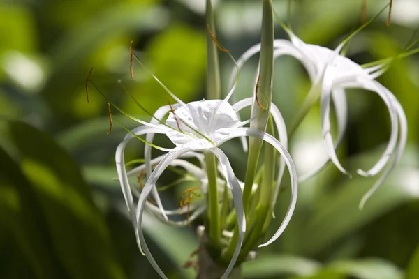 White tropical cultivated flowers with long petals — Stock Photo, Image