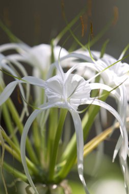 Beyaz tropikal çiçeklerle uzun yaprakları, Myanmar ekili
