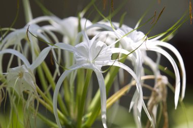 Beyaz tropikal çiçeklerle uzun yaprakları, Myanmar ekili