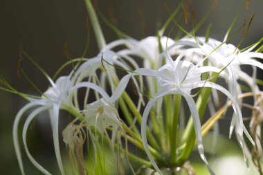 Beyaz tropikal çiçeklerle uzun yaprakları, Myanmar ekili