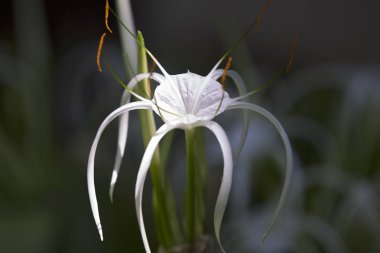 Beyaz tropikal çiçeklerle uzun yaprakları, Myanmar ekili
