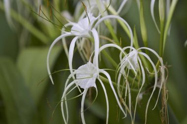 Beyaz tropikal çiçeklerle uzun yaprakları, Myanmar ekili