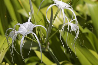 Beyaz tropikal çiçeklerle uzun yaprakları, Myanmar ekili