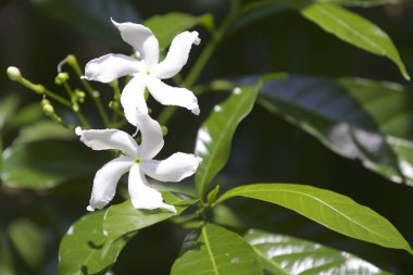 Çok renkli tropikal bahçede, Myanmar parlak çiçek ekili