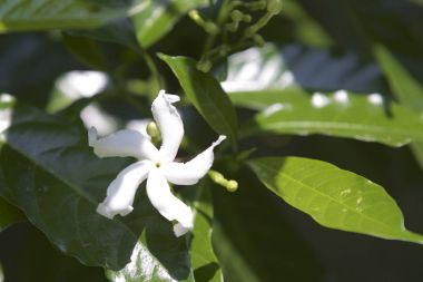 Çok renkli tropikal bahçede, Myanmar parlak çiçek ekili