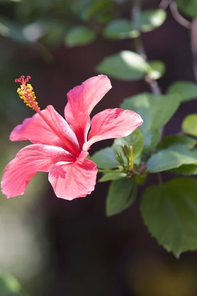 Barevné tropické pěstuje světlé květiny na zahradě — Stock fotografie