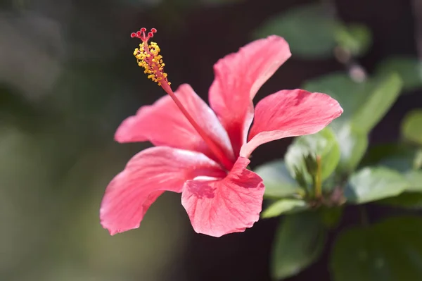 Mångfärgade tropiska odlas ljusa blommor i trädgården — Stockfoto